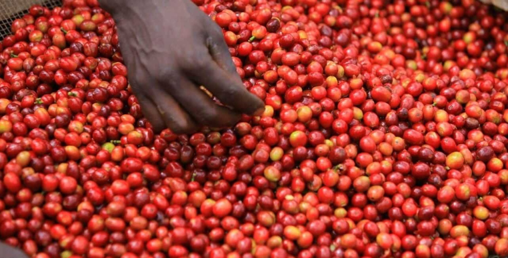 плантации в Кении